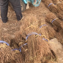 当年生红榉苗，适合生态造林，下苗圃培养卡苗