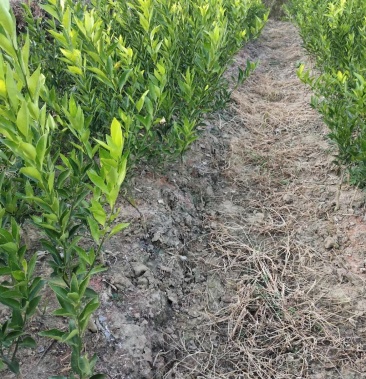 四会柑苗也叫茶枝柑苗积壳头的