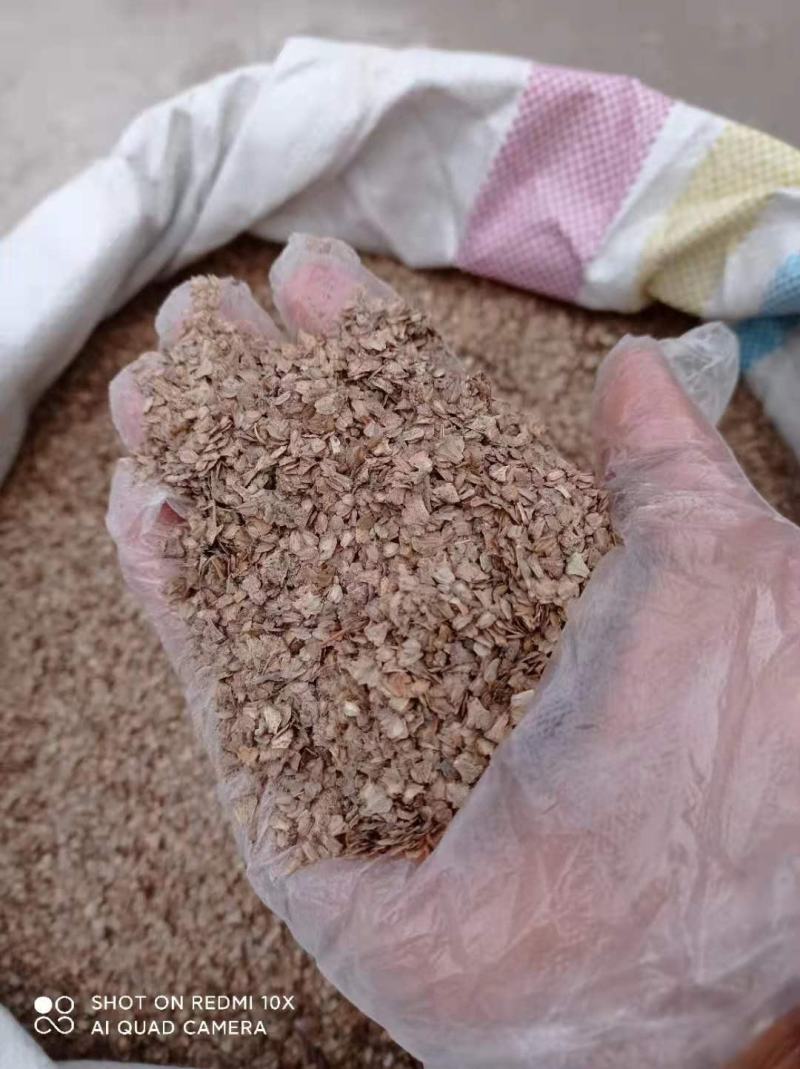 桤木树苗水冬瓜苗占地苗基地直发保湿发货另出售桤木树种子