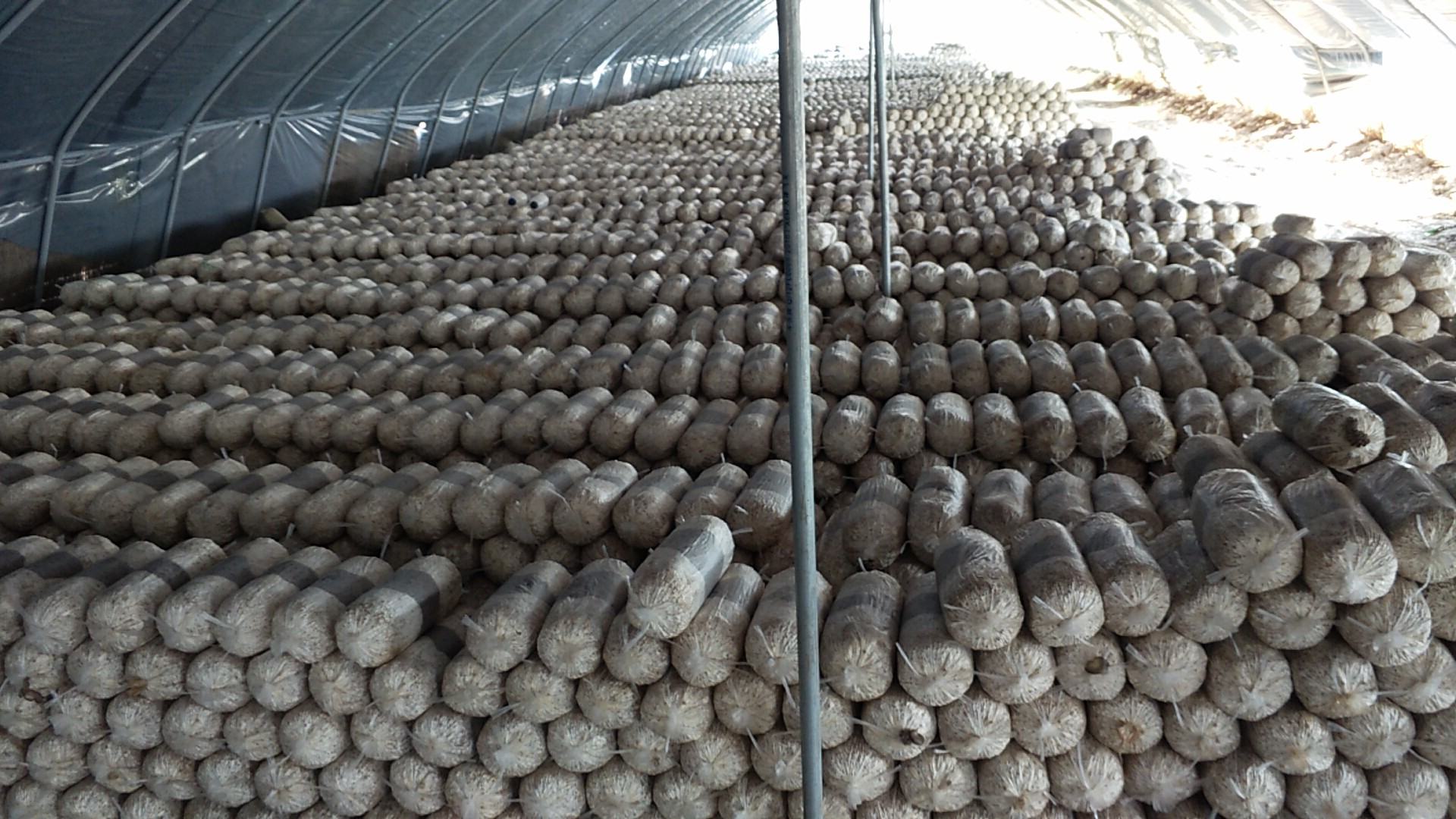 平菇出菇阶段V型开口管理示意图