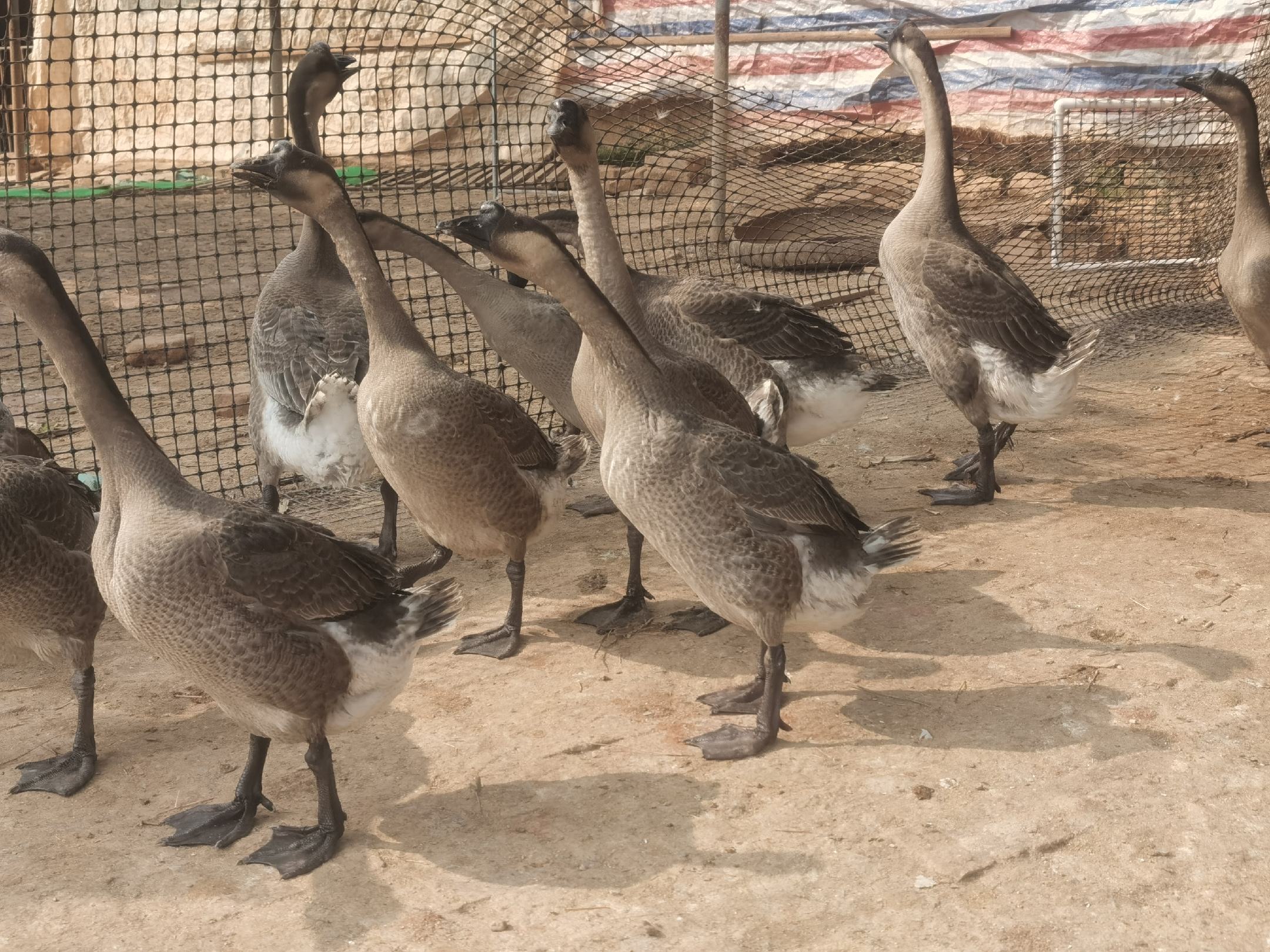 [马冈鹅批发]自家养殖户广东马岗鹅75天重量8.23价格8.