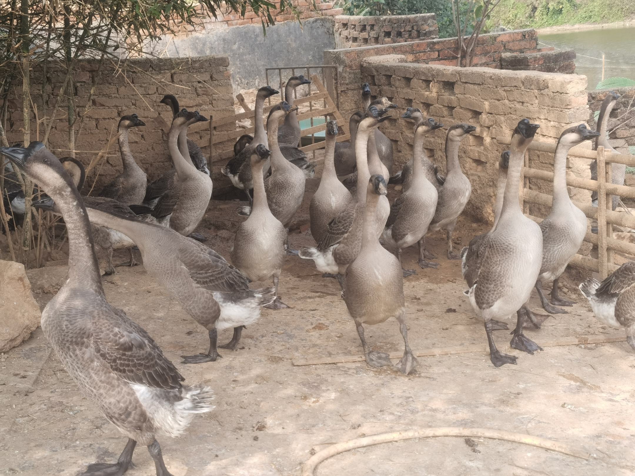 [马冈鹅批发]自家养殖户广东马岗鹅75天重量8.23价格8.