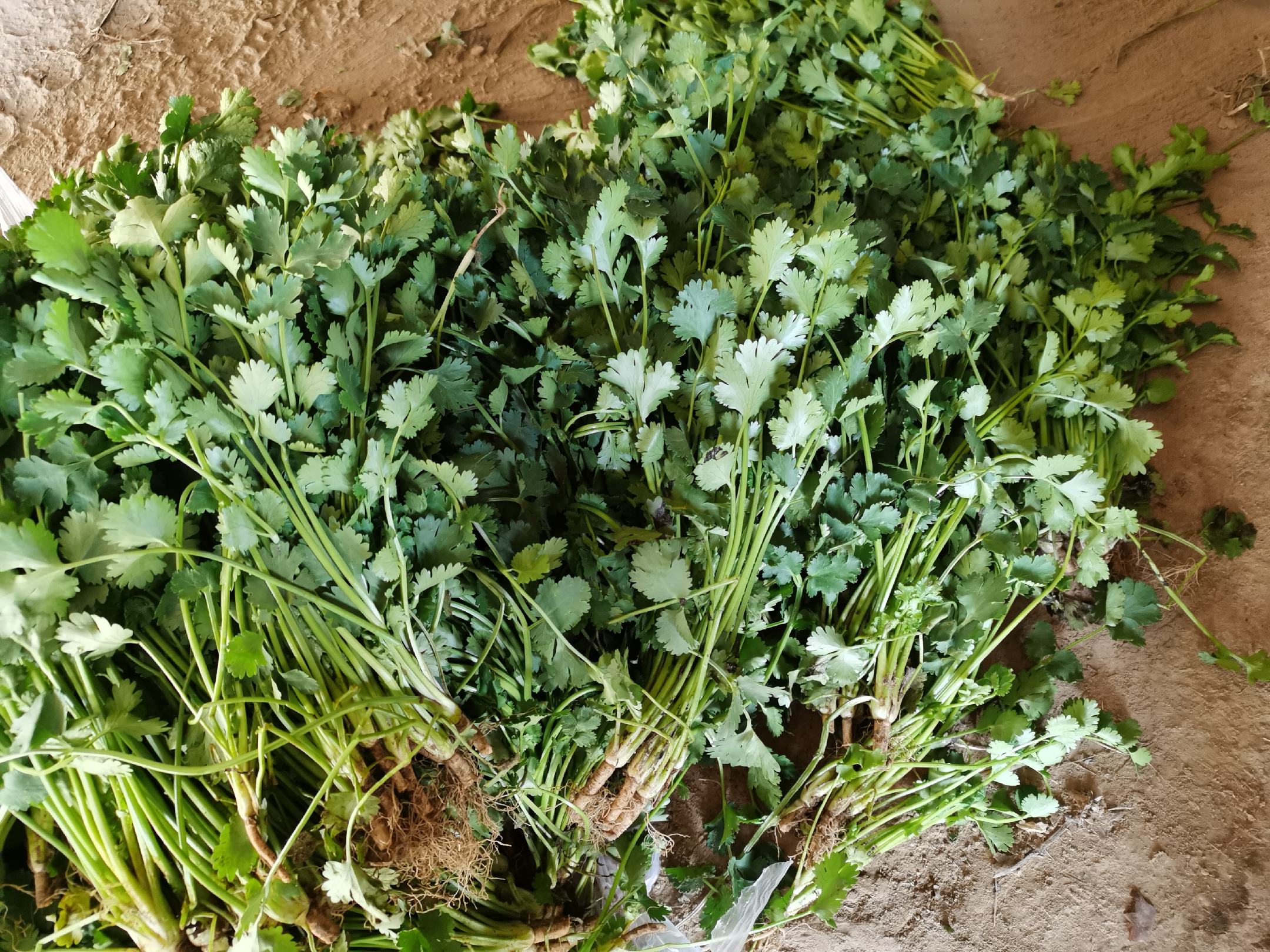 [小叶香菜批发]唐山香菜毛菜冷库储存价格2.30元/斤 - 一亩田