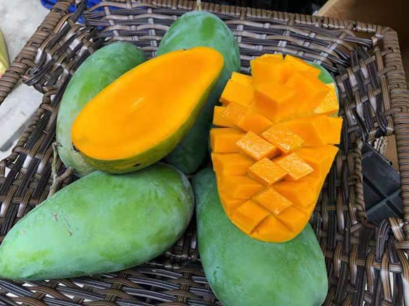 大青芒切开特写