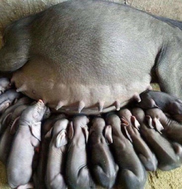 原种太湖母猪太湖母猪活苗代孕太湖母猪包疫苗包油邮