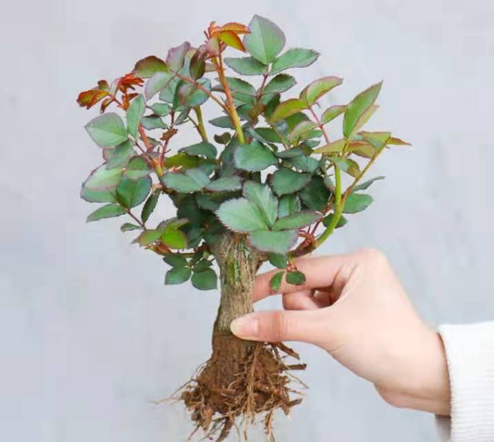 大花月季整体植株形态