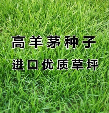 高羊茅草籽 进口耐践踏庭院不修剪护坡绿化草皮 四季青草坪