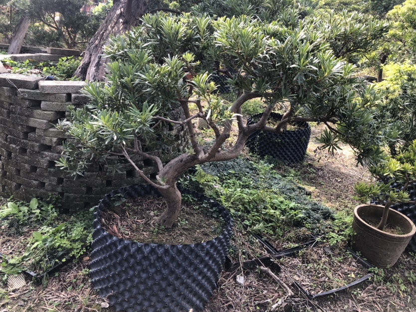 地栽罗汉松在不同气候区生长状态对比