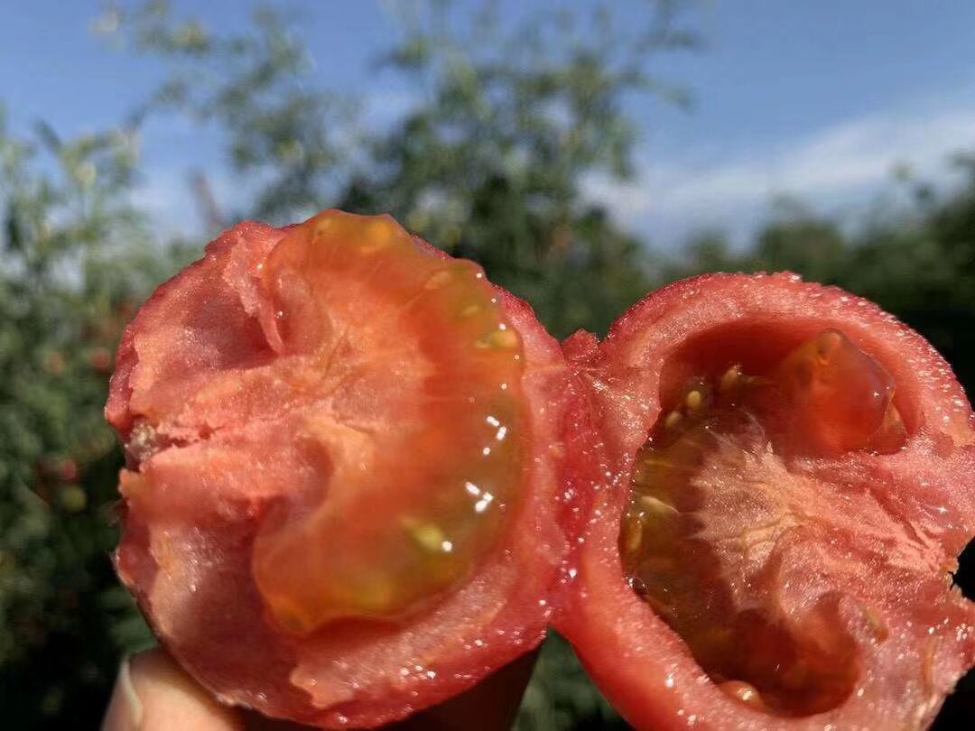 一颗成熟的普罗旺斯西红柿放置在木制托盘上,表皮光滑呈粉红色带轻微红晕,背景为阳光洒落的田园农场环境,旁边配有切开的横截面展示其内部多汁、心室清晰、中心有糖心样凝胶状结构 普罗旺斯西红柿特写