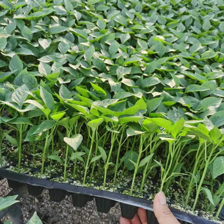 [批发]朝天椒朝天椒营养土苗广东朝天椒苗价格0.20元/棵 - 一亩田