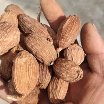出售云南优质足干草果