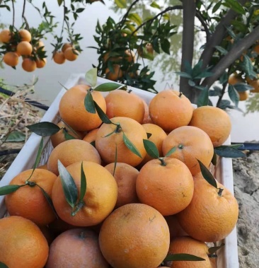 潮州大吉蕉柑产地直销