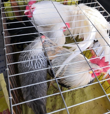 三彩长尾鸡观赏鸡养殖场长尾鸡价格