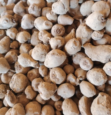 云南优质花魔芋富源黑花杆一代魔芋种己脱水消好毒