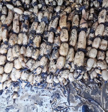 南京市溧水区精品田藕