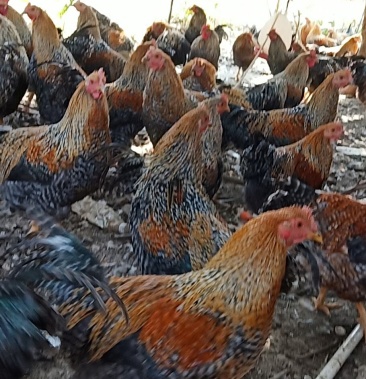 精品靓货～细骨金芦花阉鸡