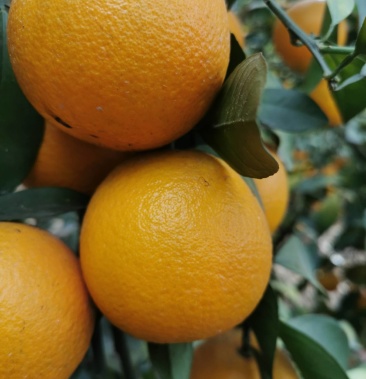 广东省化州市新安镇红光橙