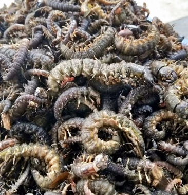 [水蜈蚣批发]野生水蜈蚣,哈巴虫新鲜冰冻价格110.00元/斤 - 一亩田