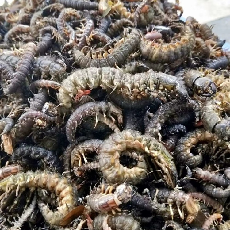 [水蜈蚣批发]野生水蜈蚣,哈巴虫新鲜冰冻价格110.00元/斤 - 一亩田