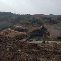 泸西县逸圃高原特色梨园出售