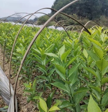 新会柑苗茶枝柑苗小青柑