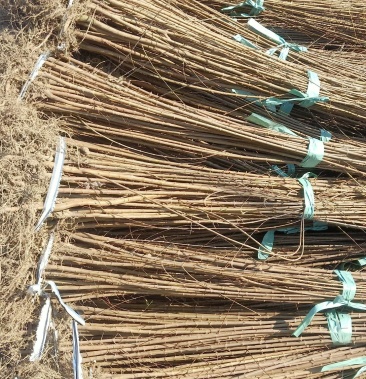 [枫树苗批发]出售一年生三角枫小苗现挖现发货全国物流发货量大价格0.