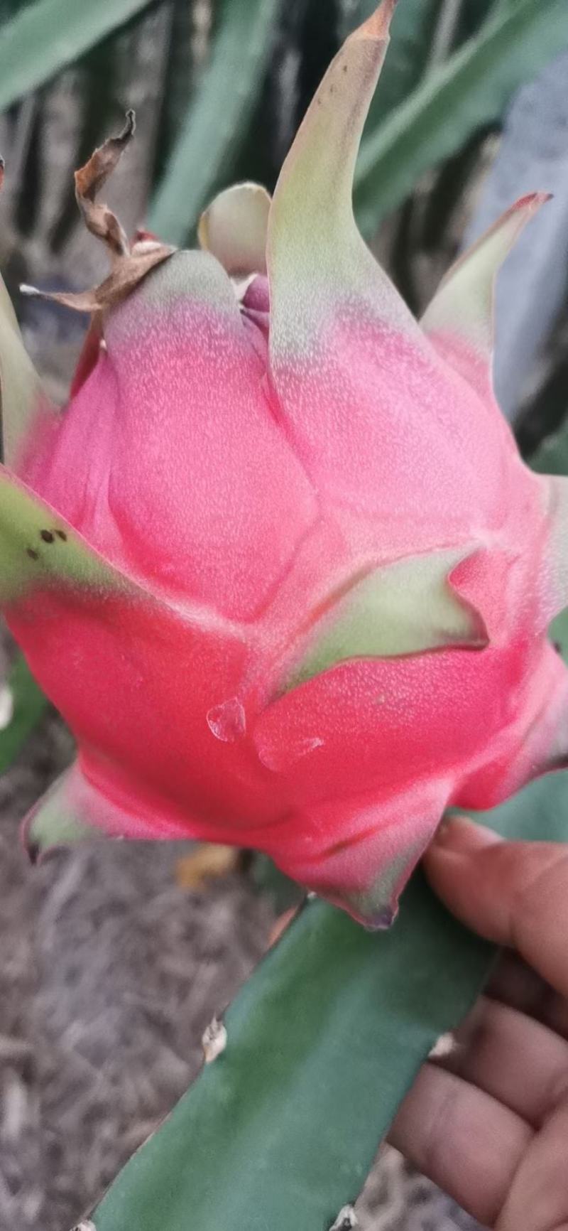 广西红心火龙果,红宝龙火龙果,金都一号火龙果.