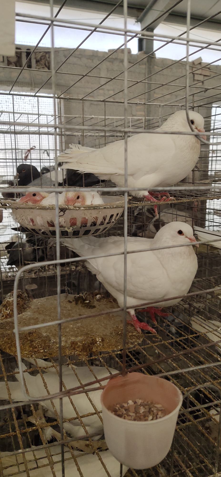 欧州米玛斯双肌肉鸽,产量高,抗病能力强,体形大.