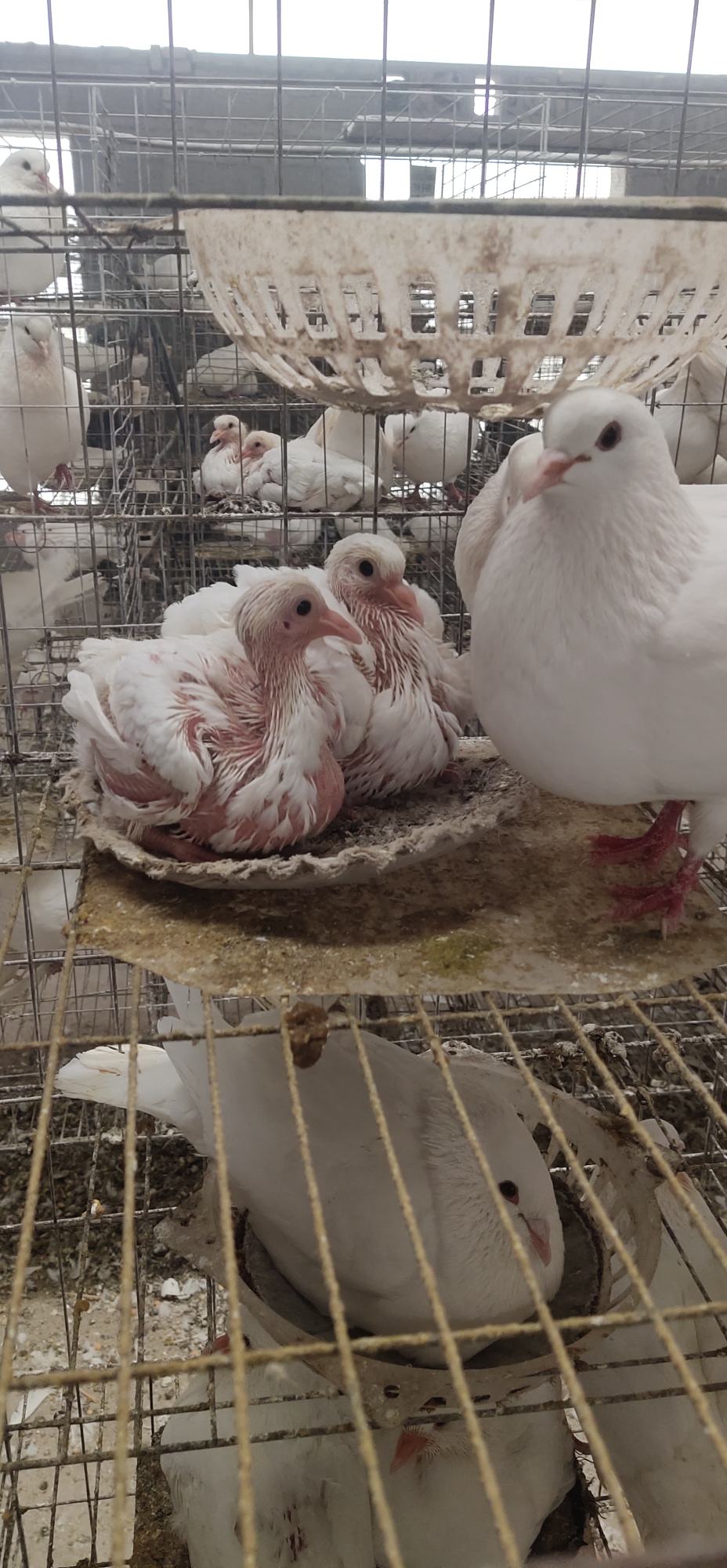 欧州米玛斯双肌肉鸽,产量高,抗病能力强,体形大.