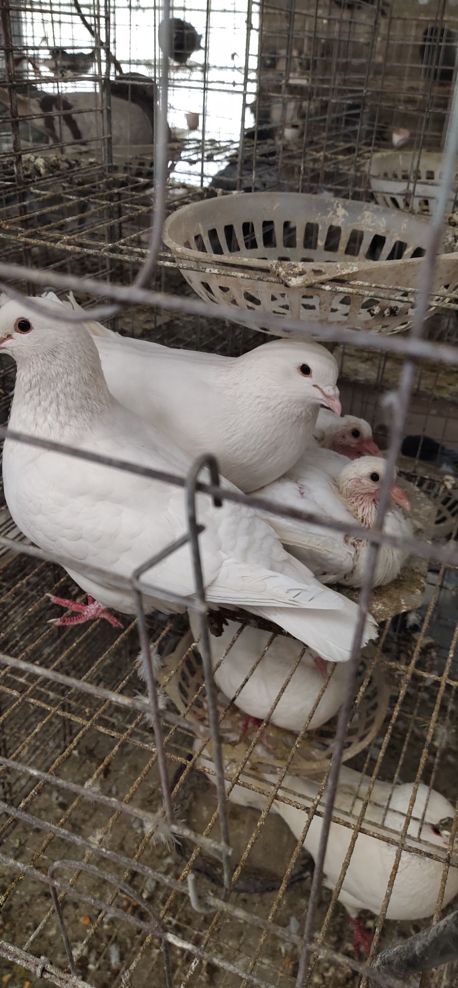 欧州米玛斯双肌肉鸽,产量高,抗病能力强,体形大.