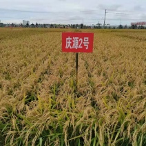 庆源2号精品水稻1009，精品优质水稻，品质保证量大价优