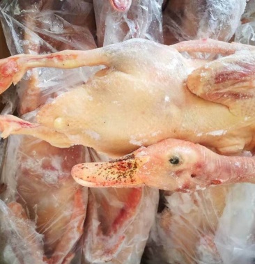 [白条鸭批发]工厂直发老鸭,老种鸭白条价格220.00元/件 - 一亩田