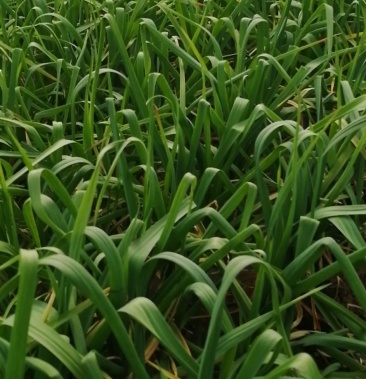 [红根蒜苗批发]万亩大棚西瓜红根蒜苗价格1.10元/斤 - 一亩田