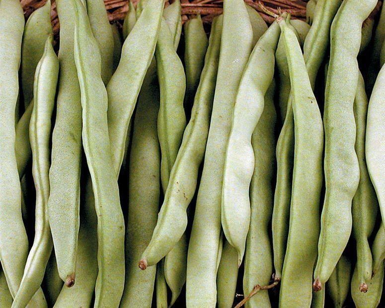 绿扁豆营养分析图表