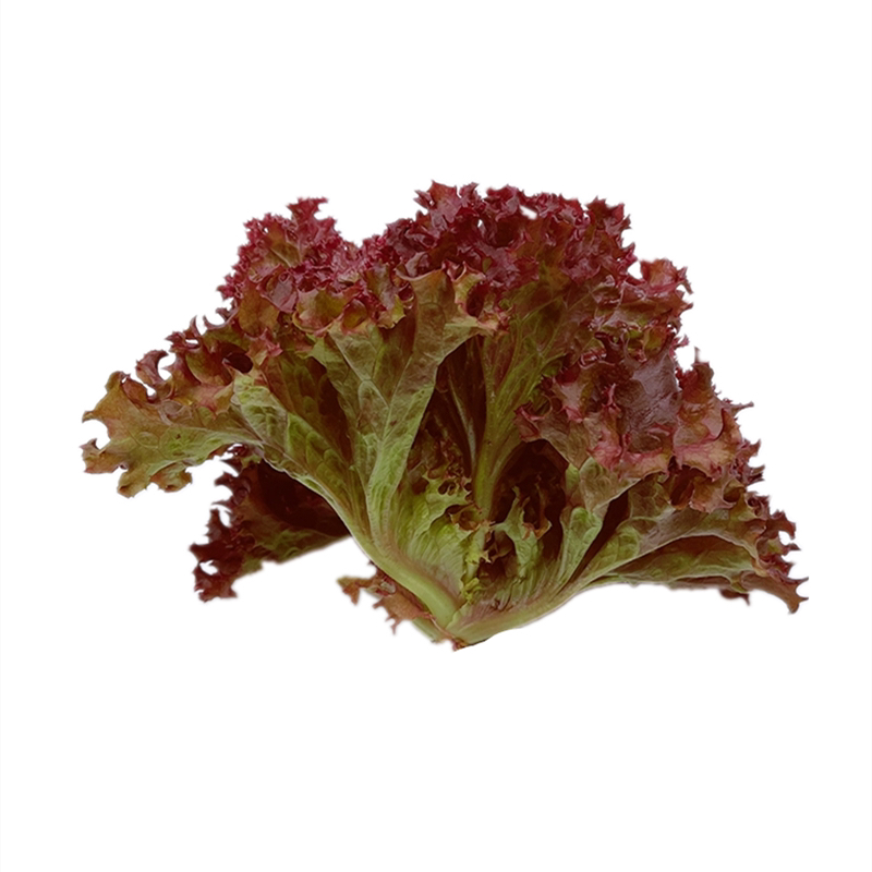 【联系我时,请说是在一亩田上看到的】 主营产品:球生菜,散叶罗马生菜