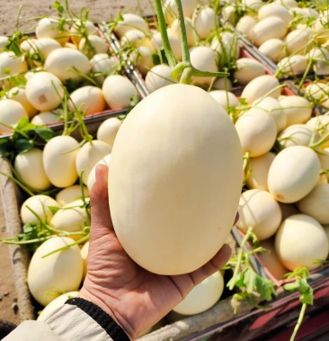 东方蜜一号甜瓜,东方蜜吊秧甜瓜皮毛漂亮脆甜