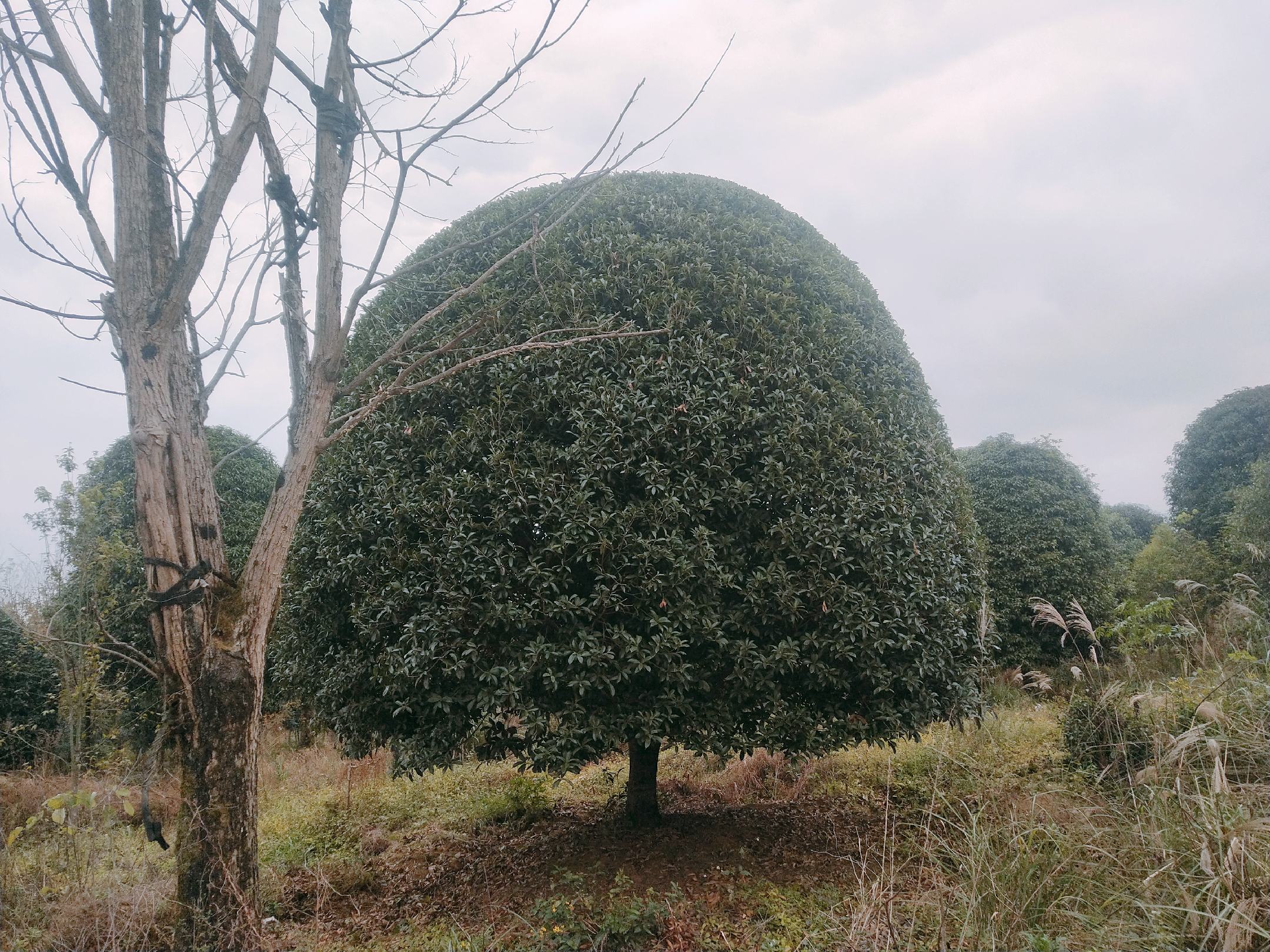 一名技术人员正在对一株三年生八月桂进行春季修剪作业。使用修枝剪去除内膛过密的小枝和交叉枝,保留向外伸展的主枝。树木位于阳光充足的庭院环境中,周围土壤松软,可见少量杂草已被清除。图中清晰展示修剪部位与工具使用角度,适合用于指导实际操作 八月桂春季修剪现场示意图