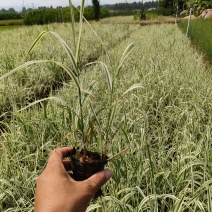 花叶芦竹价格，花叶芦竹基地，水路两用花叶芦竹
