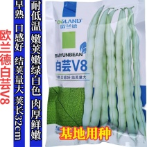 白芸V8早熟芸豆种子欧兰德高端四季豆种子无筋白荚高产