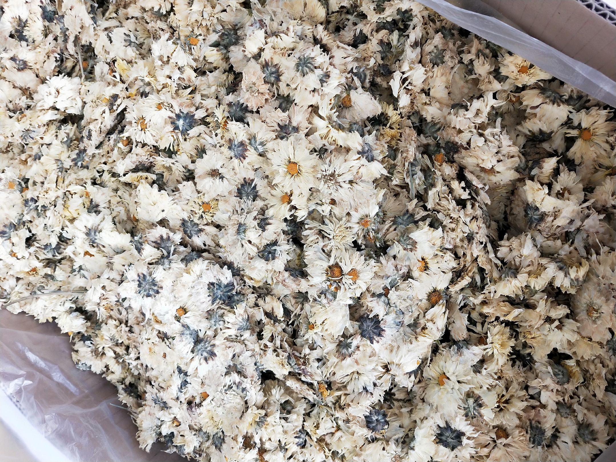 茼蒿花制作成养生茶饮