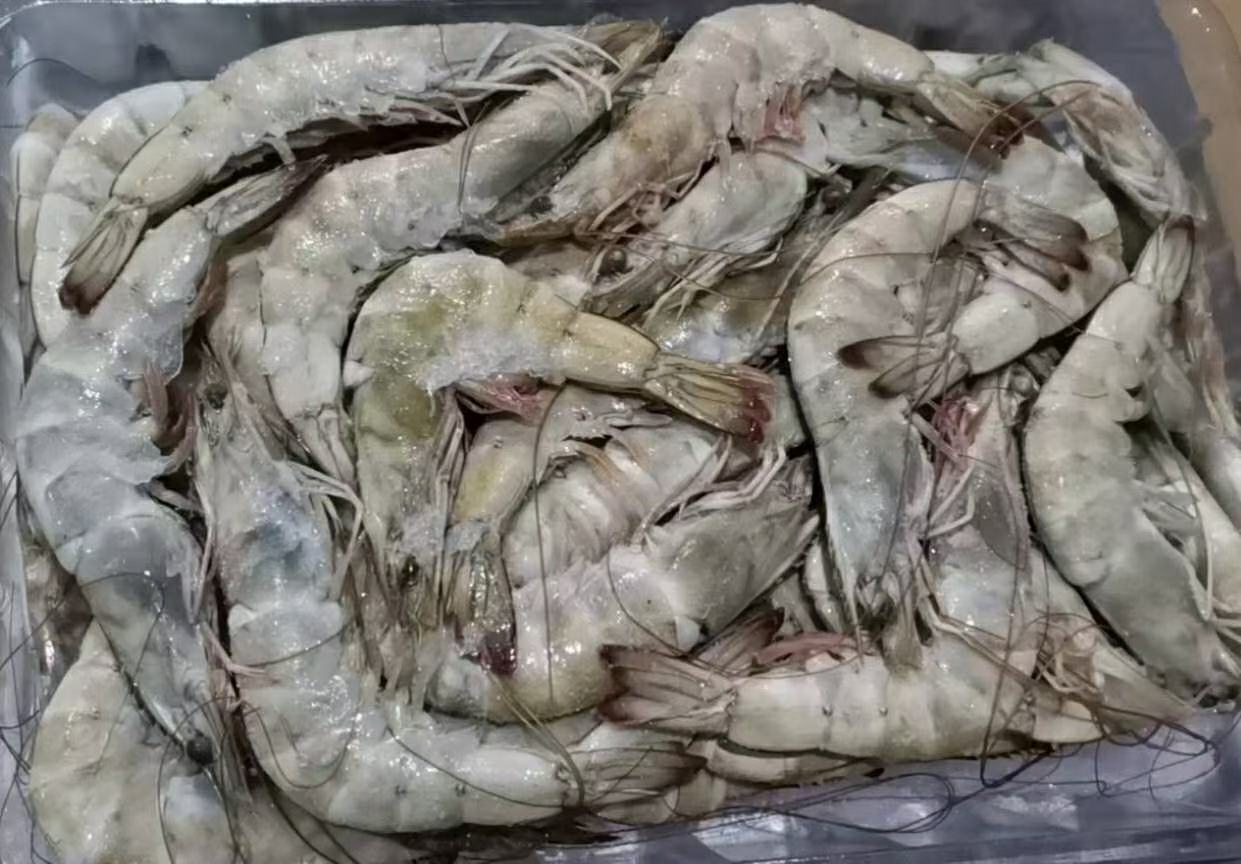 白虾实物图