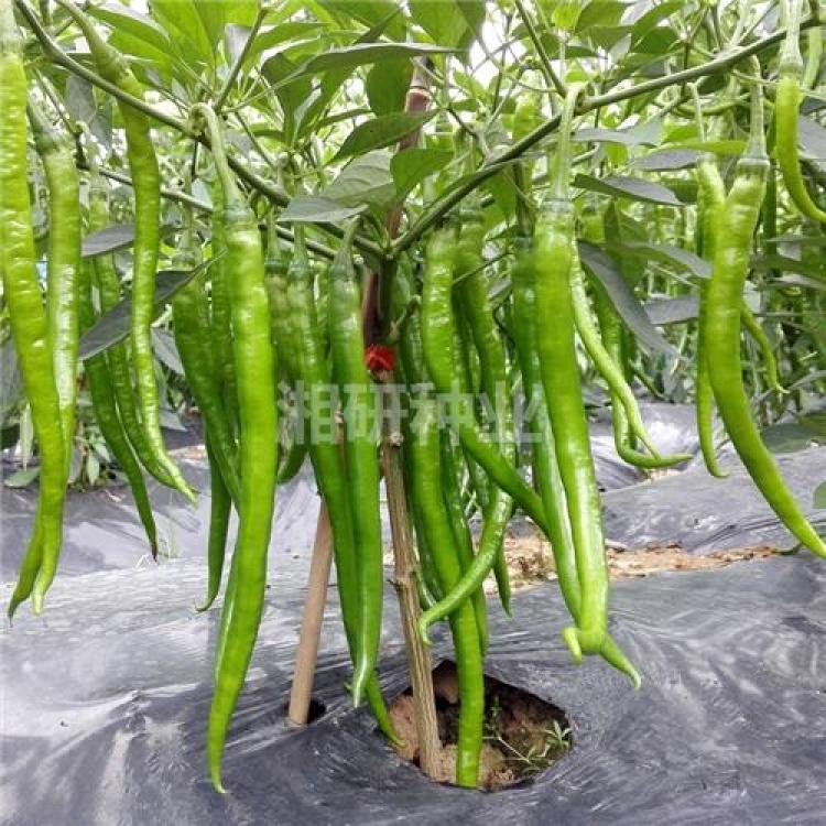 [辣椒种子批发]【湘研种业】湘辣十八号 线椒辣椒种子,正品,抗病强