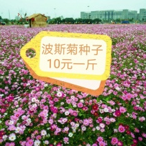 波斯菊花种子格桑花种籽子四季开花易活花海室外七彩野花组合