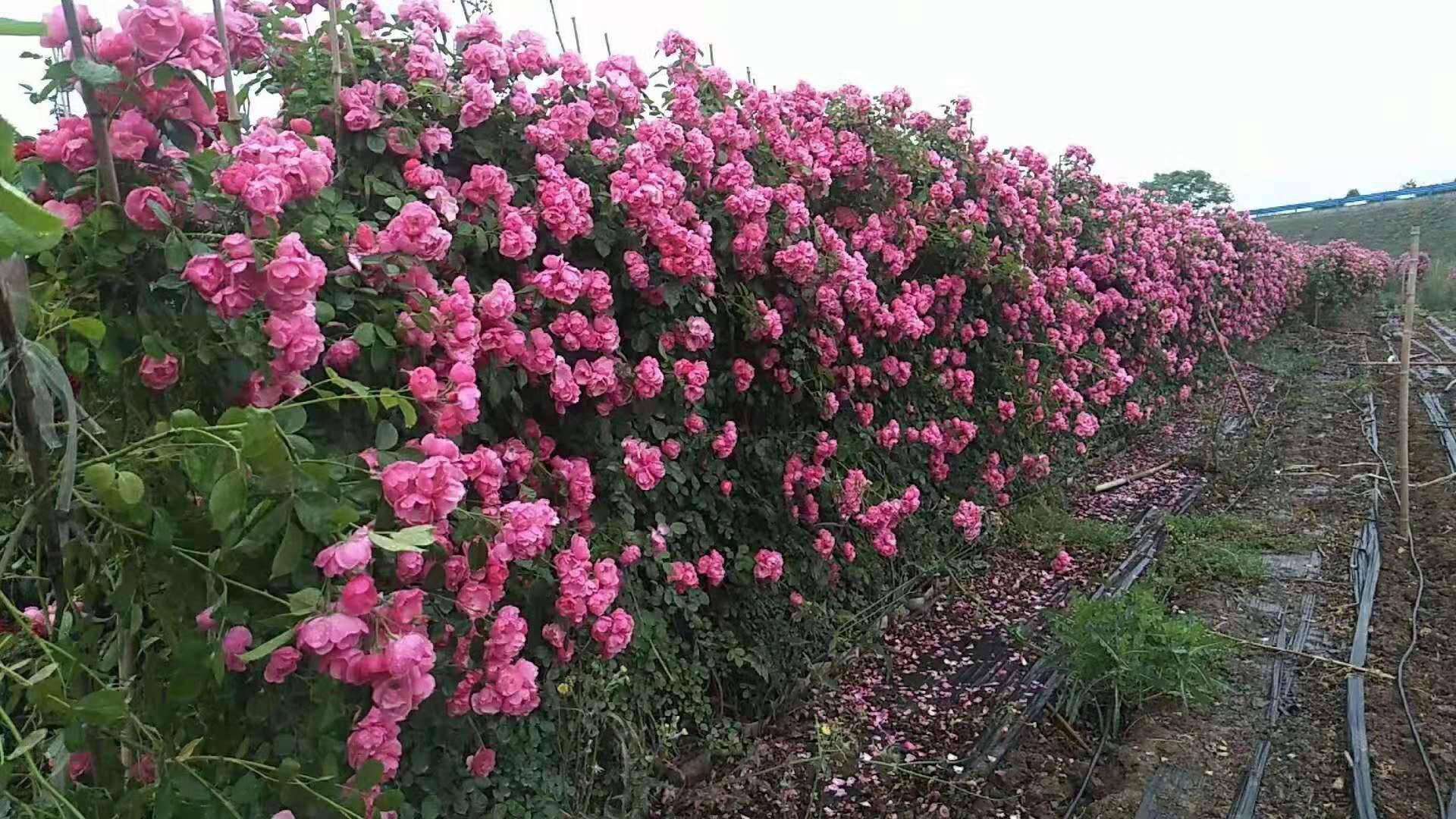 盛开的藤本月季花墙,展示其攀爬能力与花量 藤本月季盛开的花墙