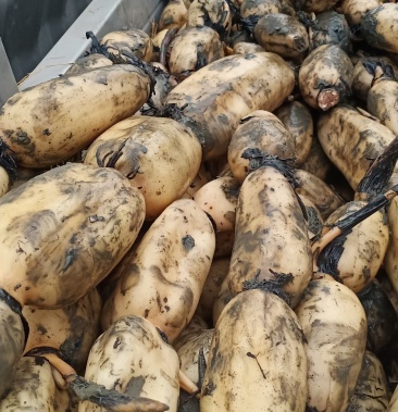 自家种植3537莲藕,藕头藕把免费送,可提前预定