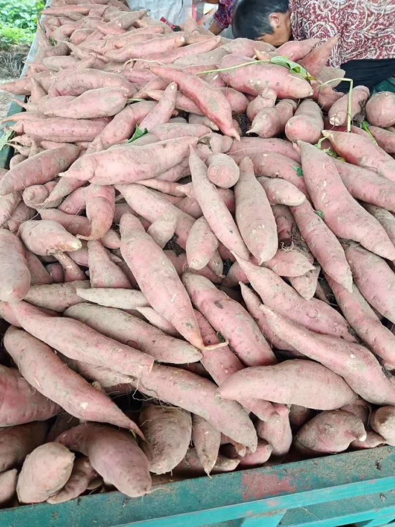 河南西瓜红红薯蜜薯产地直发质量优良价格优美