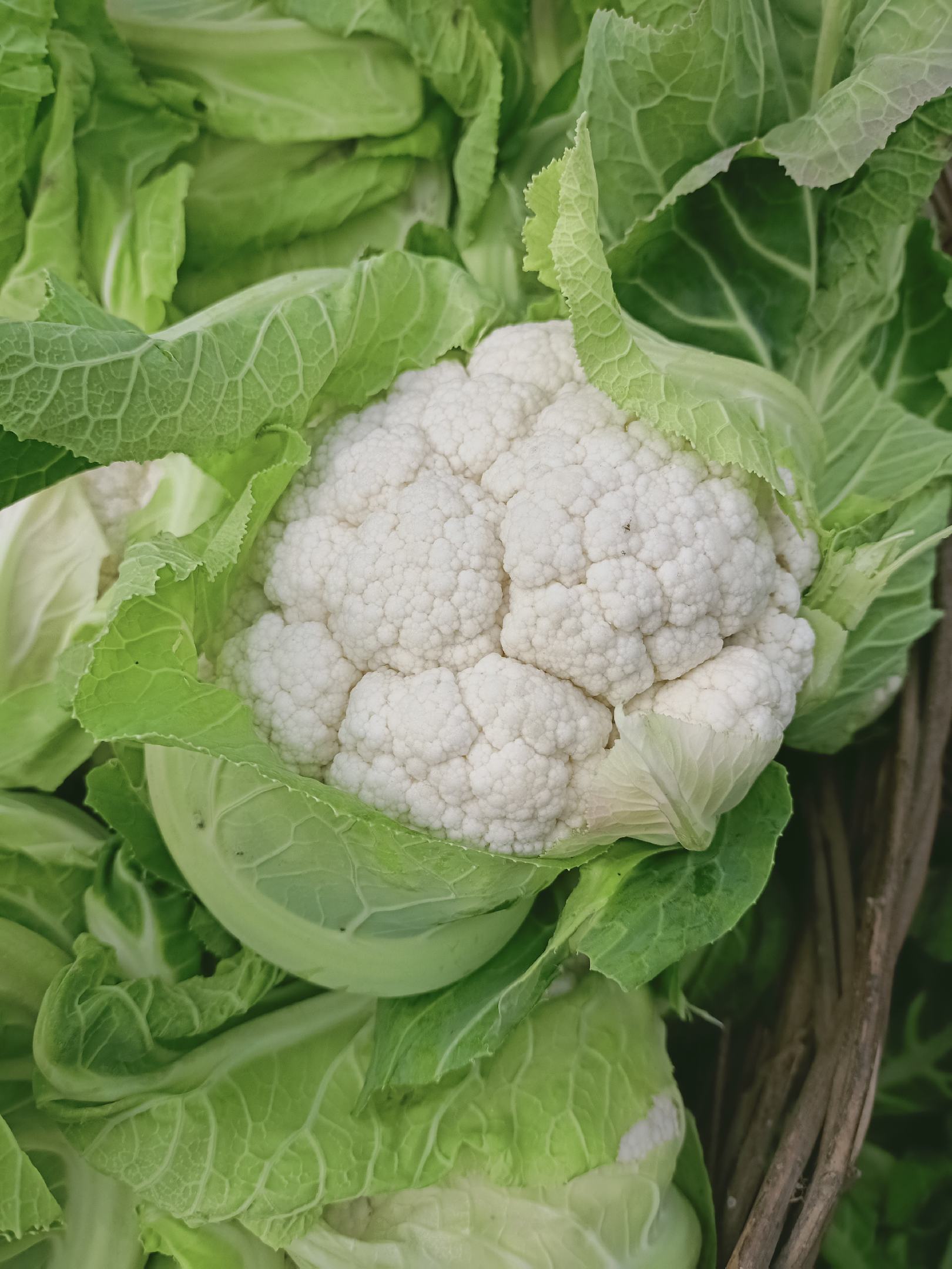 [圆包菜批发]白菜花紧花,单个1～3斤,花白无根价格1.40元/斤 - 一亩田