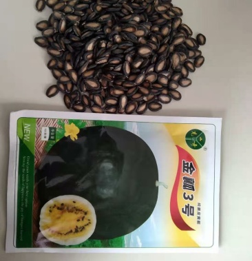 内蒙黑皮黄瓤打瓜种子