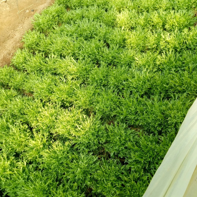 [苦菊批发]aa精品苦菊,小叶黄心优质叶菜价格1.30元/斤 - 一亩田