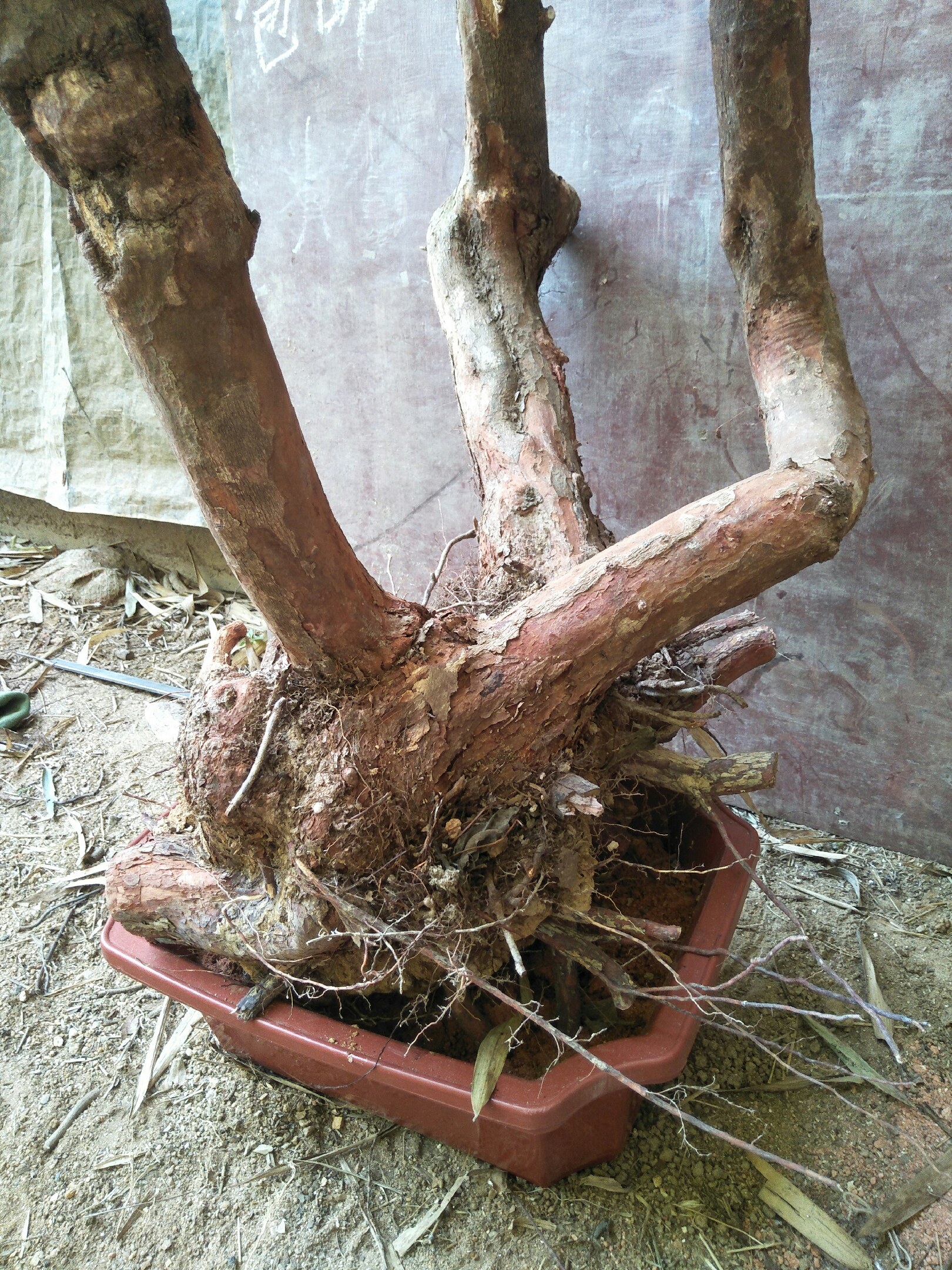 [批发]桃金娘,生桩,熟桩盆景地景价格380.00元/棵 - 一亩田